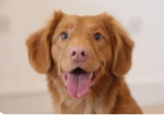 noah the dog