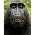 Monkeblox