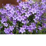Flowers Land