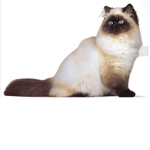 Mow mow nation