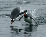 #Penguin Revolution