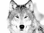 Wolf's