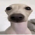 dogs are best forvever