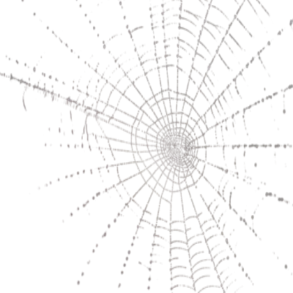 spider web