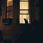 - Cat Boutique -