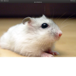 Hamster United!