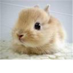 Bunnies Of Roblox.