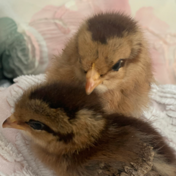 For Lovely Lala And Lele