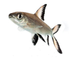 The Silver Sharks