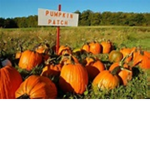 Pumpkin Patches club
