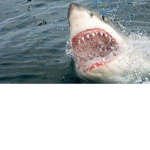SharkzNation