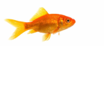 Fishy Gamers