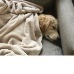 The joys of the world and dogs :)