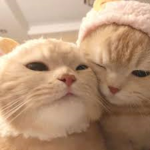 ʚ luvlykittyz ɞ