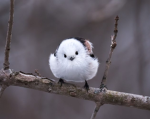 Sam's bird squad