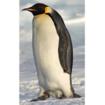 || { PENGUIN STUDIOS } ||