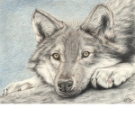 -Wolves forever-