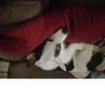 puppy corgi group