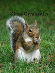 Grass Gymnastics