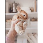 sᴀᴠᴇ ᴀɴɪᴍᴀʟs!
