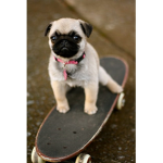 love_puppies