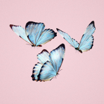 DaButterflyTriplets