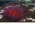 Sea urchin nation