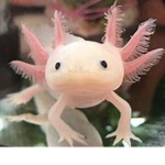 Axolotl Café