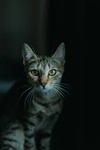 F4F / Follow for follow