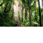 Jungles