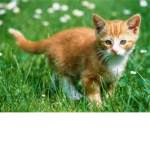 The Official Cat Clan Of Roblox