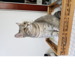 강능헌과 도마뱀의 저주