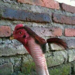 Sweetbird