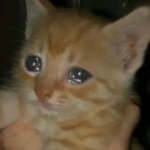 SAD VIDe