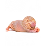 Mole Rat fam