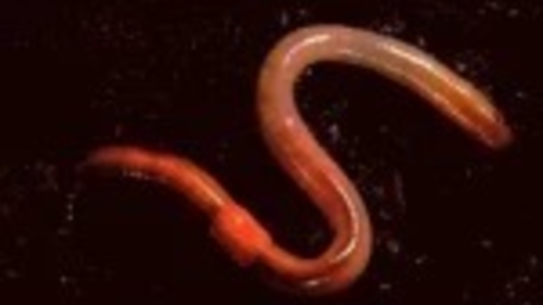 The WORM Church (Chat update) screenshot 1