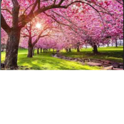 Cherry trees