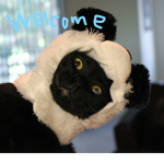 The Cat Panda Club