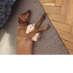Puppy Thrill Rides