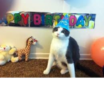 MEOWCAT