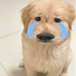 thecutest bear