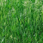 GrassGames