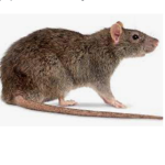 Olives Rats