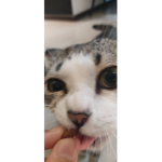 Taeancatfish