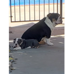 My dogs are cute right!