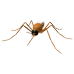 Yardlands Mosquito Gang