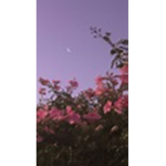 Aesthetic #########