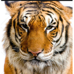 Tigerz Gaming