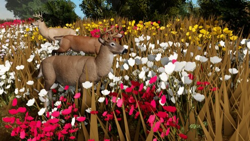 [Horse Growth] Sonora Testing