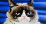 mew cat